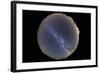 Fish-Eye Lens View of Sky with Milky Way-null-Framed Photographic Print