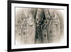 Fish Eye-Valda Bailey-Framed Photographic Print