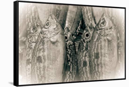 Fish Eye-Valda Bailey-Framed Stretched Canvas