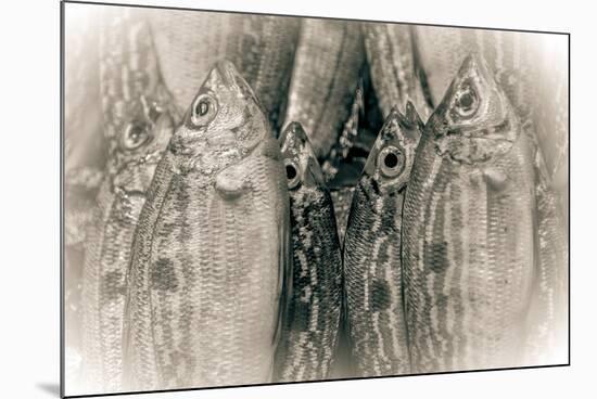 Fish Eye-Valda Bailey-Mounted Photographic Print