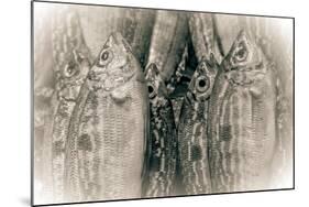 Fish Eye-Valda Bailey-Mounted Photographic Print
