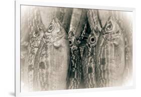 Fish Eye-Valda Bailey-Framed Photographic Print
