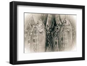 Fish Eye-Valda Bailey-Framed Photographic Print