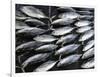 Fish for Sale in Open-Air Market Along Sea Street, Galle, Southern Province, Sri Lanka-null-Framed Photographic Print