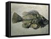 Fish Fossil, Wyoming, USA-Kevin Schafer-Framed Stretched Canvas