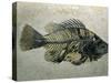 Fish Fossil, Wyoming, USA-Kevin Schafer-Stretched Canvas