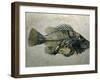 Fish Fossil, Wyoming, USA-Kevin Schafer-Framed Photographic Print