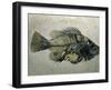 Fish Fossil, Wyoming, USA-Kevin Schafer-Framed Photographic Print