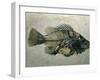 Fish Fossil, Wyoming, USA-Kevin Schafer-Framed Photographic Print