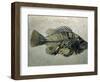 Fish Fossil, Wyoming, USA-Kevin Schafer-Framed Photographic Print