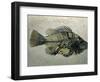 Fish Fossil, Wyoming, USA-Kevin Schafer-Framed Photographic Print