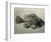 Fish Fossil, Wyoming, USA-Kevin Schafer-Framed Photographic Print