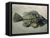 Fish Fossil, Wyoming, USA-Kevin Schafer-Framed Stretched Canvas