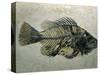 Fish Fossil, Wyoming, USA-Kevin Schafer-Stretched Canvas