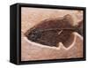 Fish Fossil-Mark E. Gibson-Framed Stretched Canvas