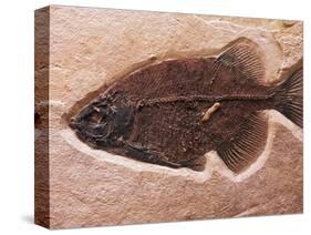 Fish Fossil-Mark E. Gibson-Stretched Canvas