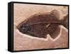 Fish Fossil-Mark E. Gibson-Framed Stretched Canvas