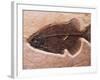 Fish Fossil-Mark E. Gibson-Framed Photographic Print