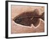 Fish Fossil-Mark E. Gibson-Framed Photographic Print