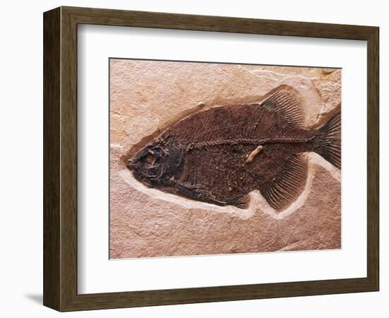 Fish Fossil-Mark E. Gibson-Framed Photographic Print