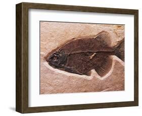 Fish Fossil-Mark E. Gibson-Framed Photographic Print