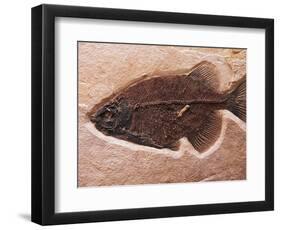 Fish Fossil-Mark E. Gibson-Framed Photographic Print