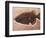 Fish Fossil-Mark E. Gibson-Framed Photographic Print