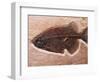 Fish Fossil-Mark E. Gibson-Framed Photographic Print