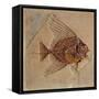 Fish (Fossil)-null-Framed Stretched Canvas