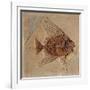 Fish (Fossil)-null-Framed Giclee Print