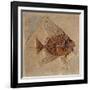 Fish (Fossil)-null-Framed Giclee Print