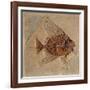 Fish (Fossil)-null-Framed Giclee Print