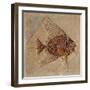 Fish (Fossil)-null-Framed Giclee Print