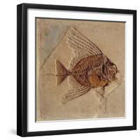 Fish (Fossil)-null-Framed Giclee Print