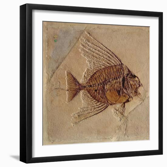 Fish (Fossil)-null-Framed Giclee Print