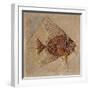 Fish (Fossil)-null-Framed Giclee Print