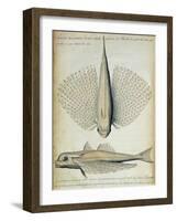 Fish Found at Ilha Grande, Brazil-null-Framed Giclee Print