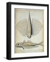 Fish Found at Ilha Grande, Brazil-null-Framed Giclee Print