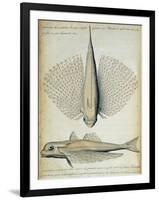 Fish Found at Ilha Grande, Brazil-null-Framed Giclee Print