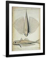 Fish Found at Ilha Grande, Brazil-null-Framed Giclee Print