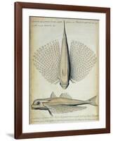 Fish Found at Ilha Grande, Brazil-null-Framed Giclee Print