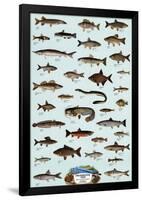 Fish Freshwater-null-Framed Poster