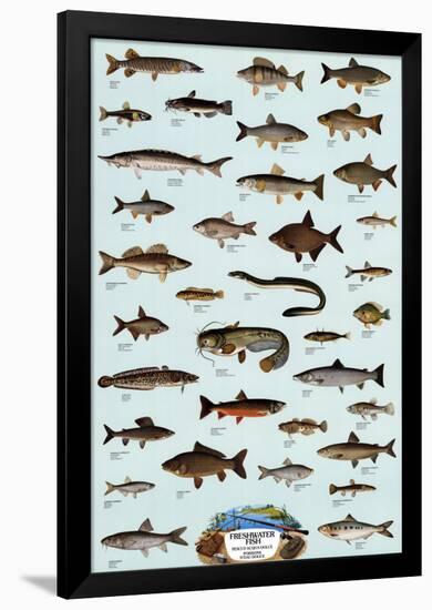 Fish Freshwater-null-Framed Poster