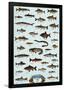 Fish Freshwater-null-Framed Poster