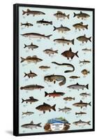 Fish Freshwater-null-Framed Poster