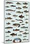 Fish Freshwater-null-Mounted Poster