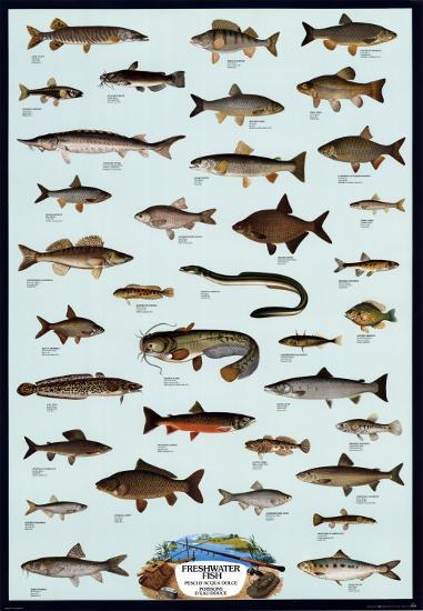 Poster, , large