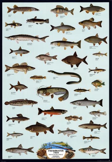 Poster, , large