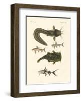 Fish from Bengali-null-Framed Giclee Print