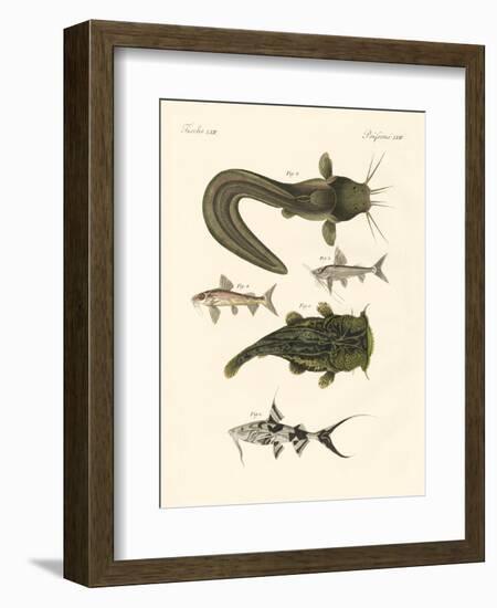 Fish from Bengali-null-Framed Giclee Print